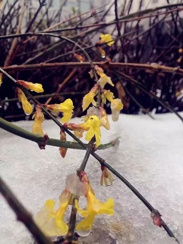 漠意催叶走的冬日私语邂逅雪精灵在鼓医的青砖黛瓦间白雪下帘隙疾风摇