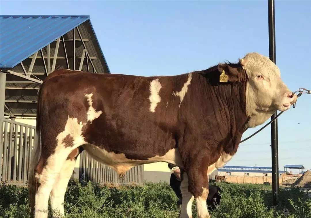 西门塔尔牛,一种被称为全能牛的优良品种!