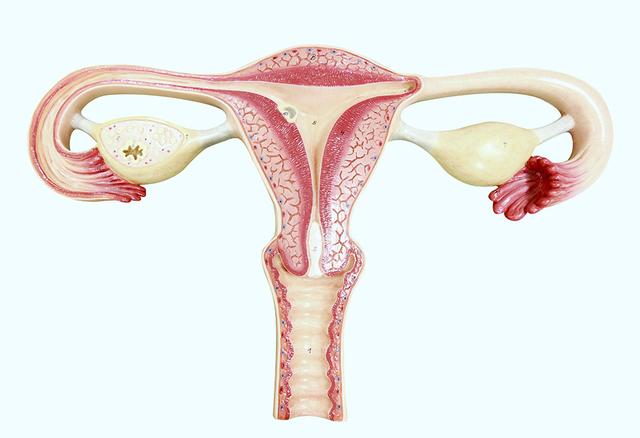 孕10周子宫位置图图片