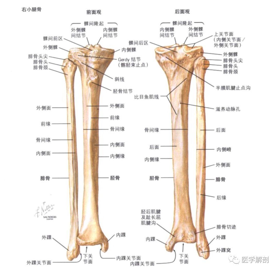 小腿结构图 骨骼图片