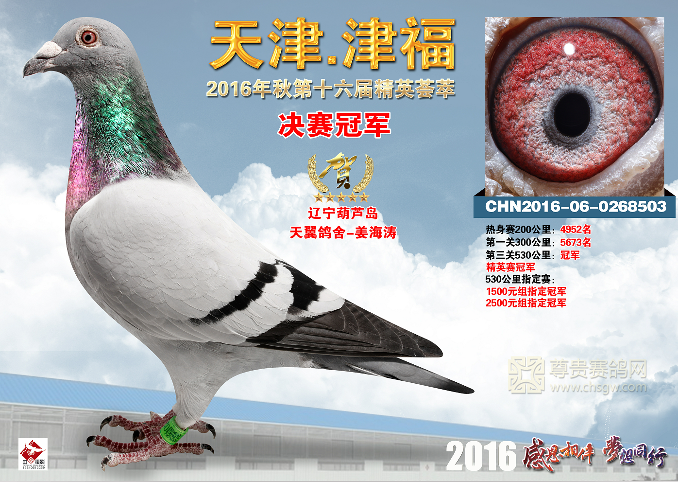 2017津福公棚获奖鸽图图片