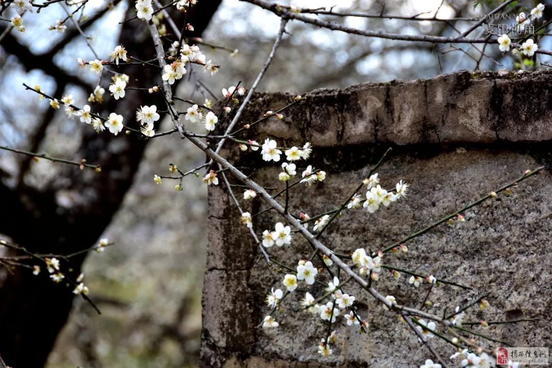 揭西梅花赏梅地点图片