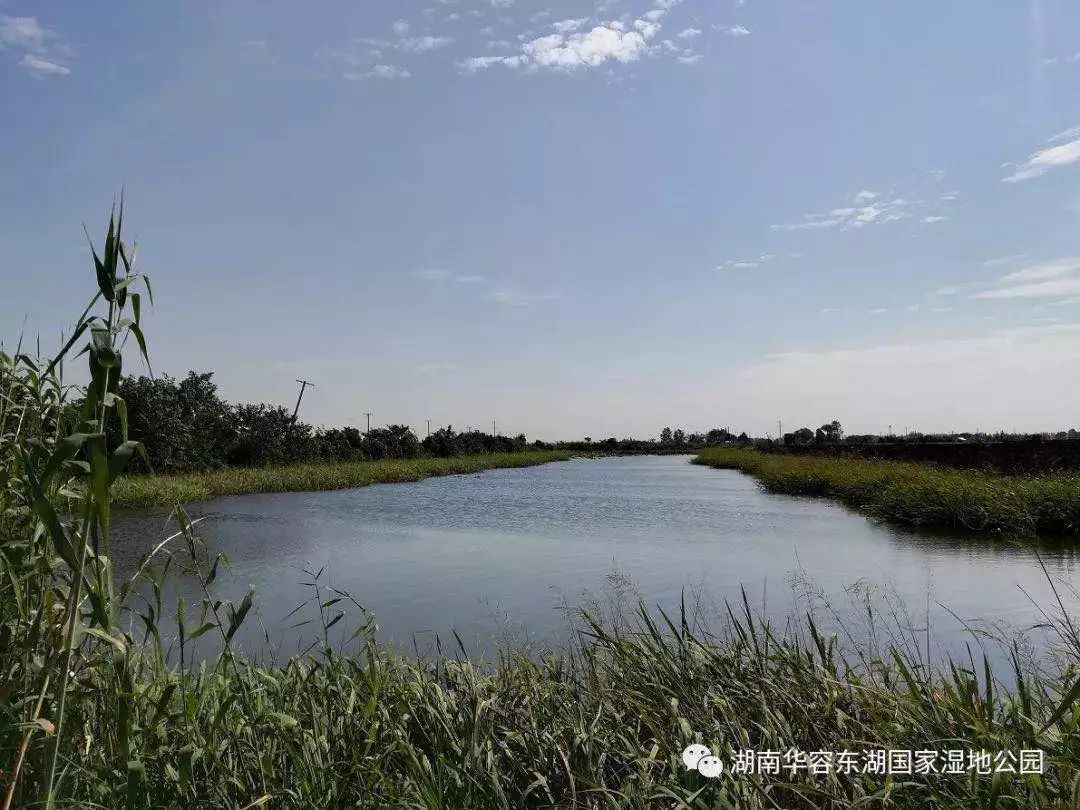 圖源:湖南華容東湖國家溼地公園公眾號華容東湖國家溼地公園位於華容