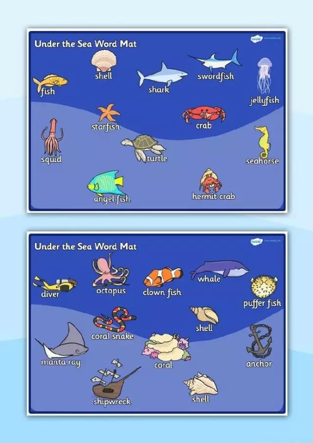 1分钟教会你记住所有常见海洋生物的英语名字!
