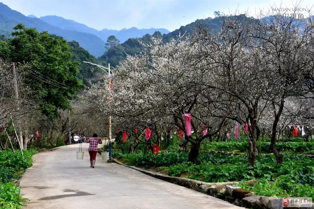 揭西梅花赏梅地点图片