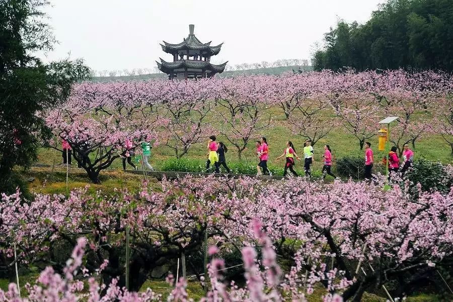 今世遇見最浪漫桃花林2019中國奉化海峽兩岸桃花馬拉松報名開啟