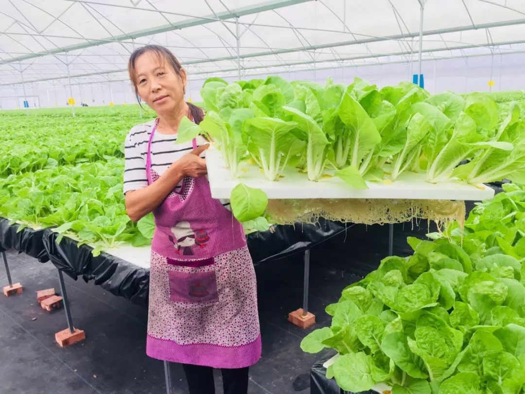 喜多多丨享受更健康的水耕蔬菜_种植