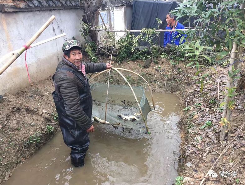 近日,宣城市旌德縣俞村鎮楊墅村村民楊連生早早地起床.