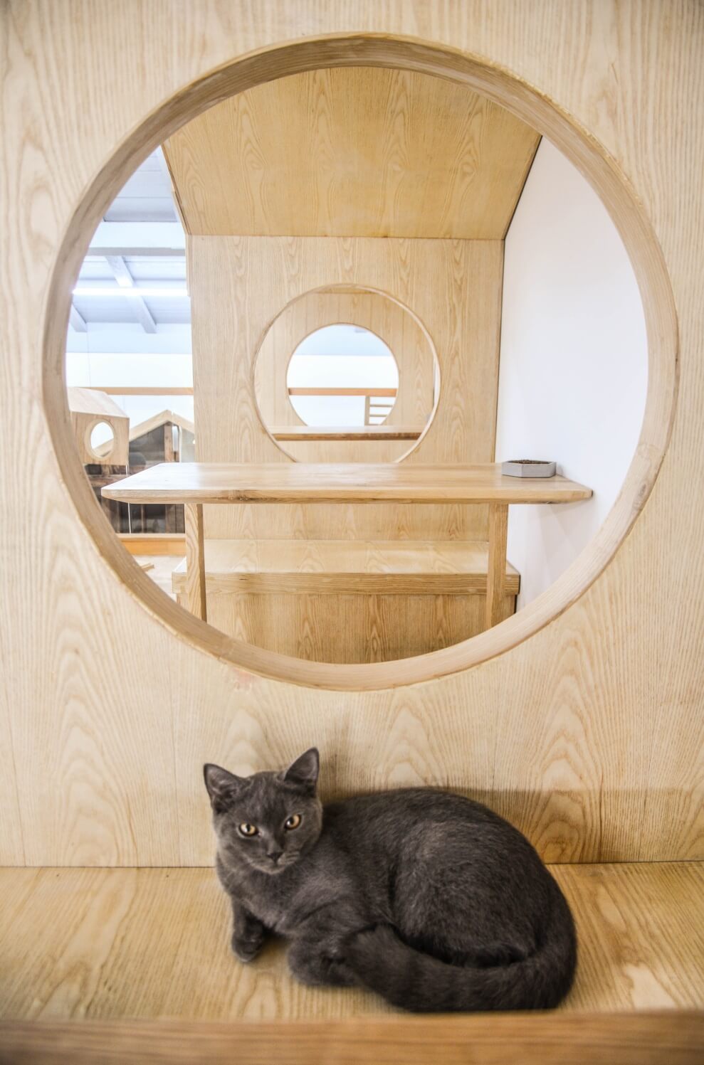 猫咪独立房间设计图片图片