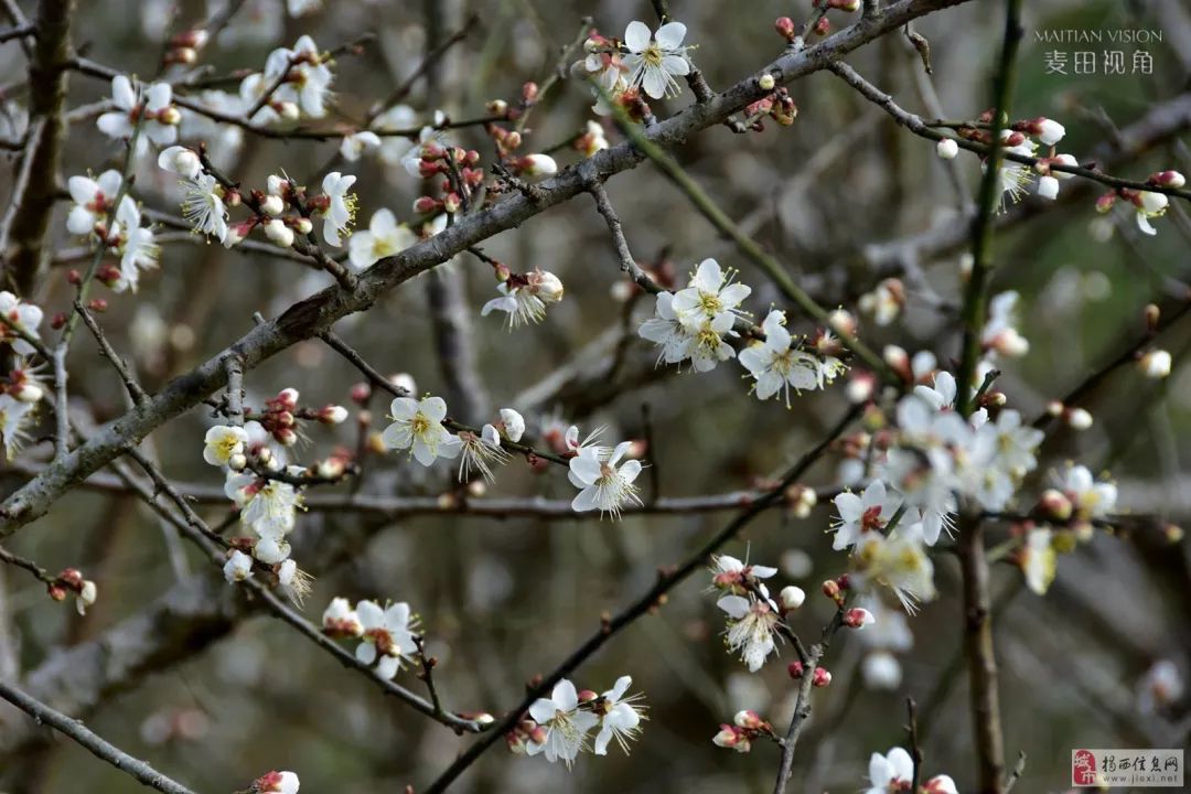 揭西坪上石内梅花节图片