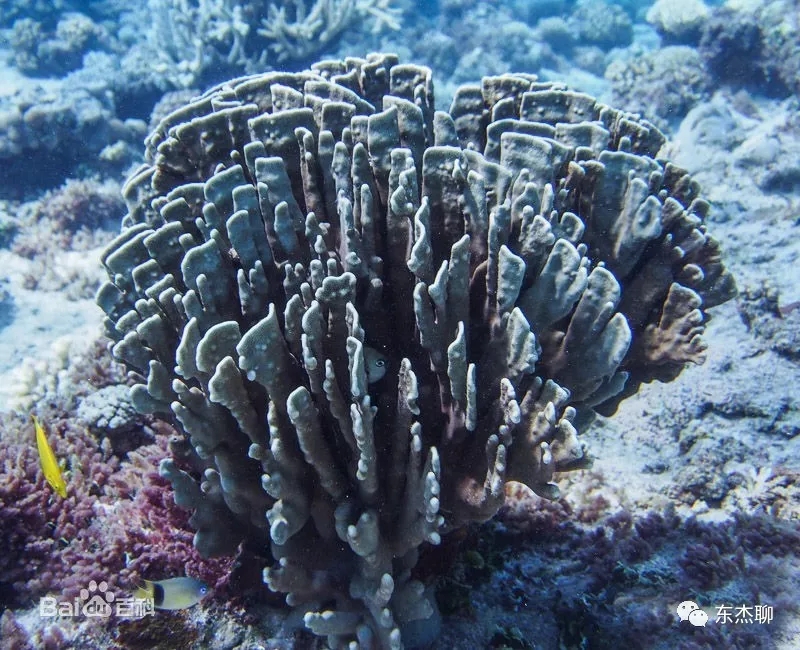 staghorn coral:是珊瑚的英文名字,一般用在正式的商品进出口单上或者