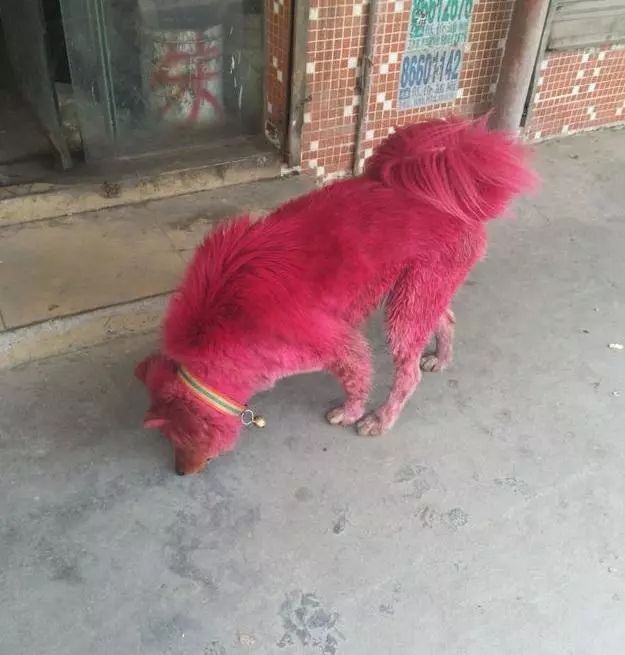 狗狗下面红色出来了图片