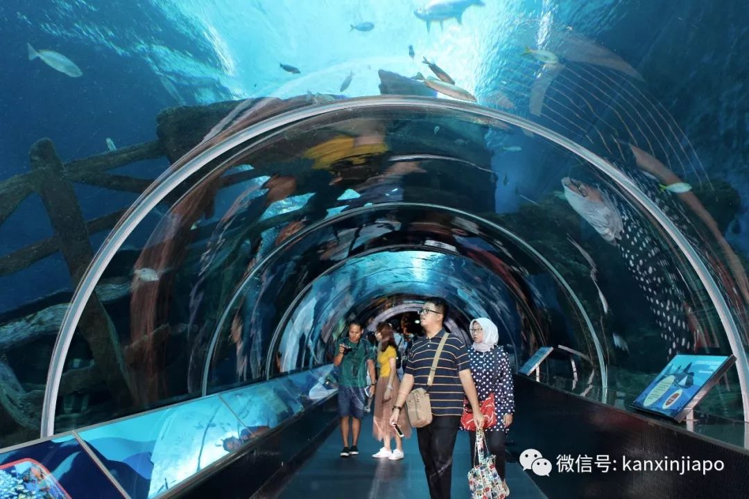 新加坡環球影城sea海洋館終極攻略