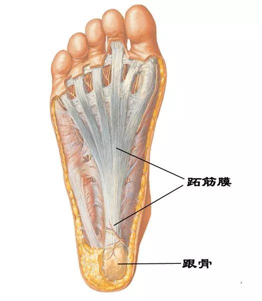 短缩紧张足底筋膜和小腿肌肉最常见的原因是这锅你爸妈可不背别急着怪