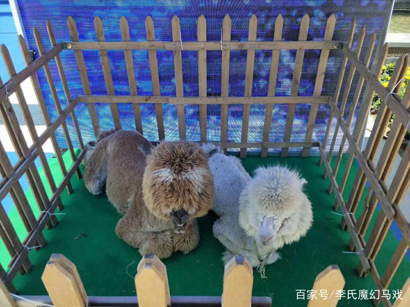 馬戲團動物演出動物展覽動物租賃動物出租