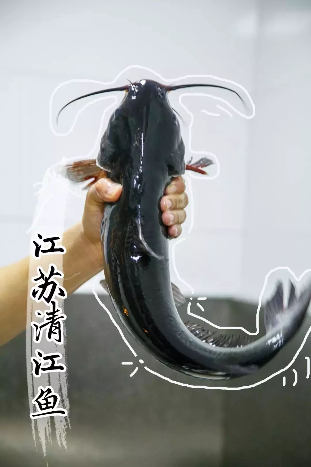 清江鱼有几种图片图片