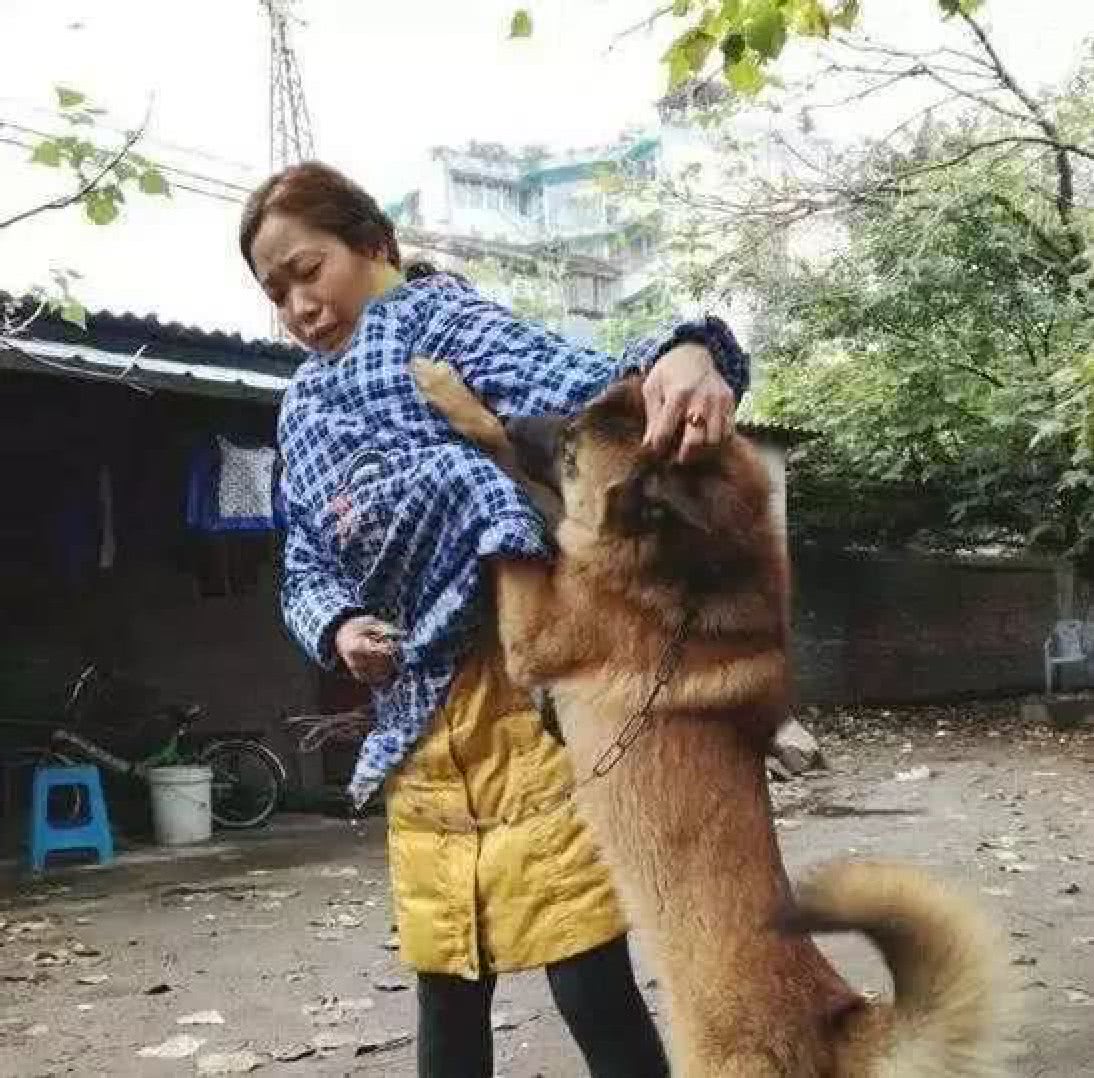 原創狗狗被拴在山上等死,好心大媽將它領養回家,狗狗的反應讓人意外