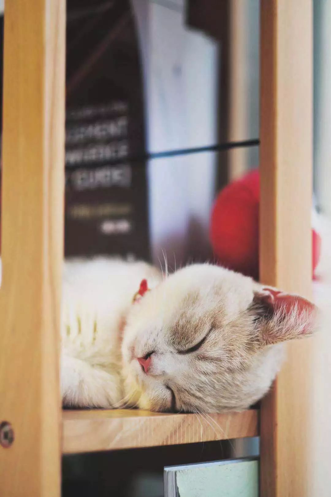 睡觉的猫手机壁纸图片