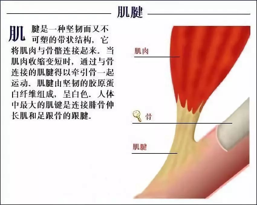 人体肌腱分布图图片