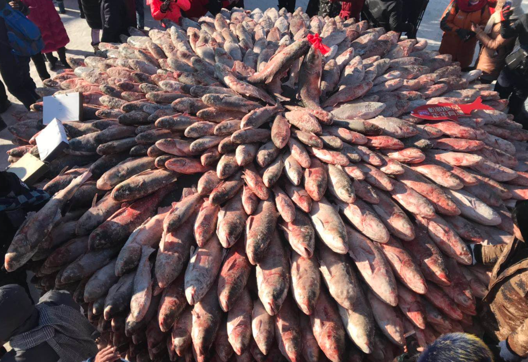 查干湖冬捕大鱼垒成墙,一条头鱼卖了99万,够在当地买套房