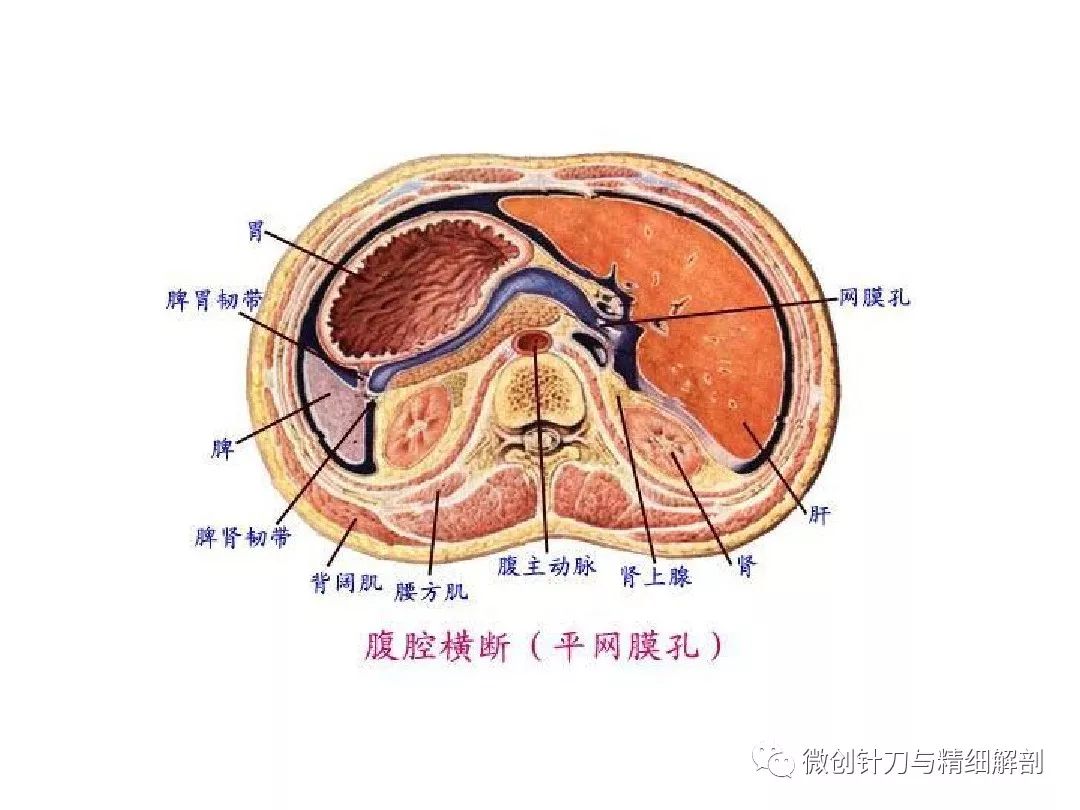 胃脾韧带图片