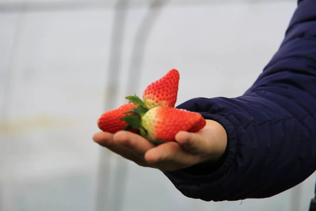 头茬草莓抢鲜亮相莓好时光约起来采摘票免费送