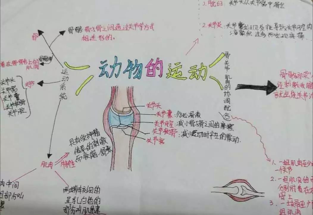 小学跳绳思维导图图片