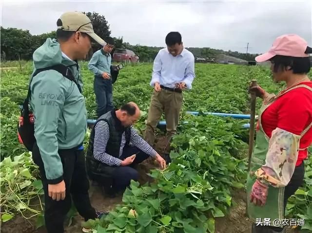 海南省土壤肥料总站专家深入田间指导地瓜生产