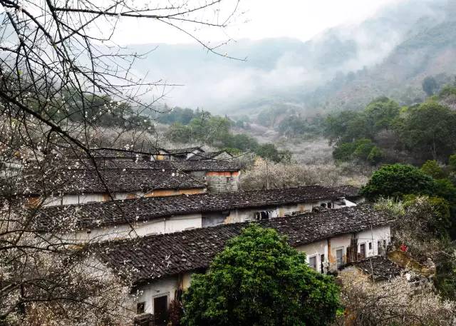 揭西梅花赏梅地点图片