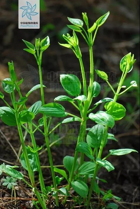 茜草托叶图片