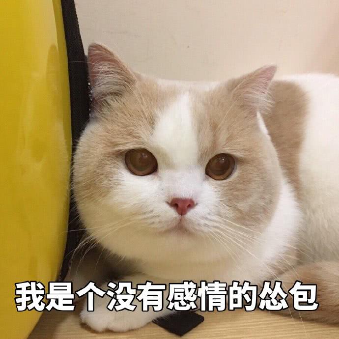 猫咪表情包我是一个没有情感的怂包