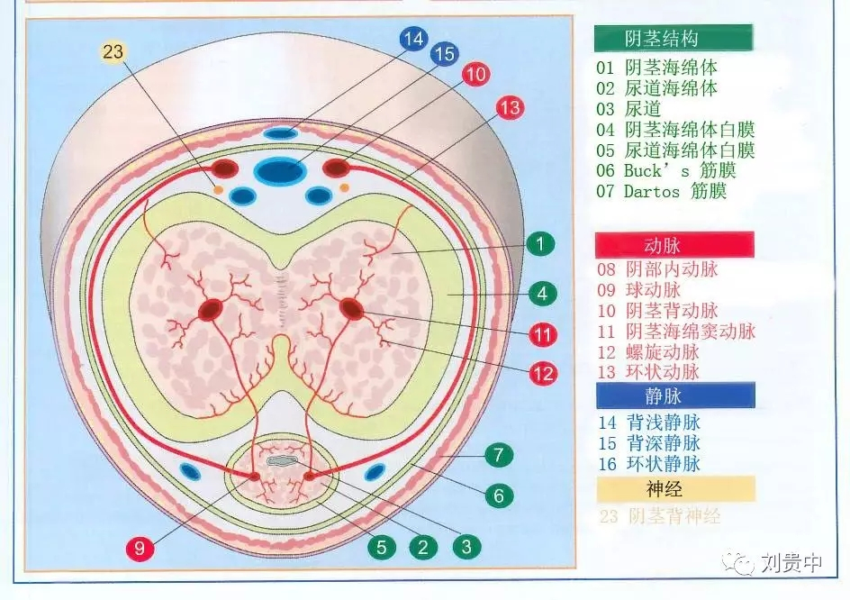 男人勃起功能障碍竟然是阴茎血管有问题这些检查不能少