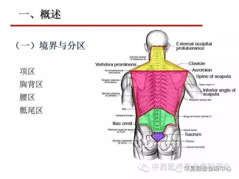 详细人体解剖之脊柱医学课件大家都收藏了