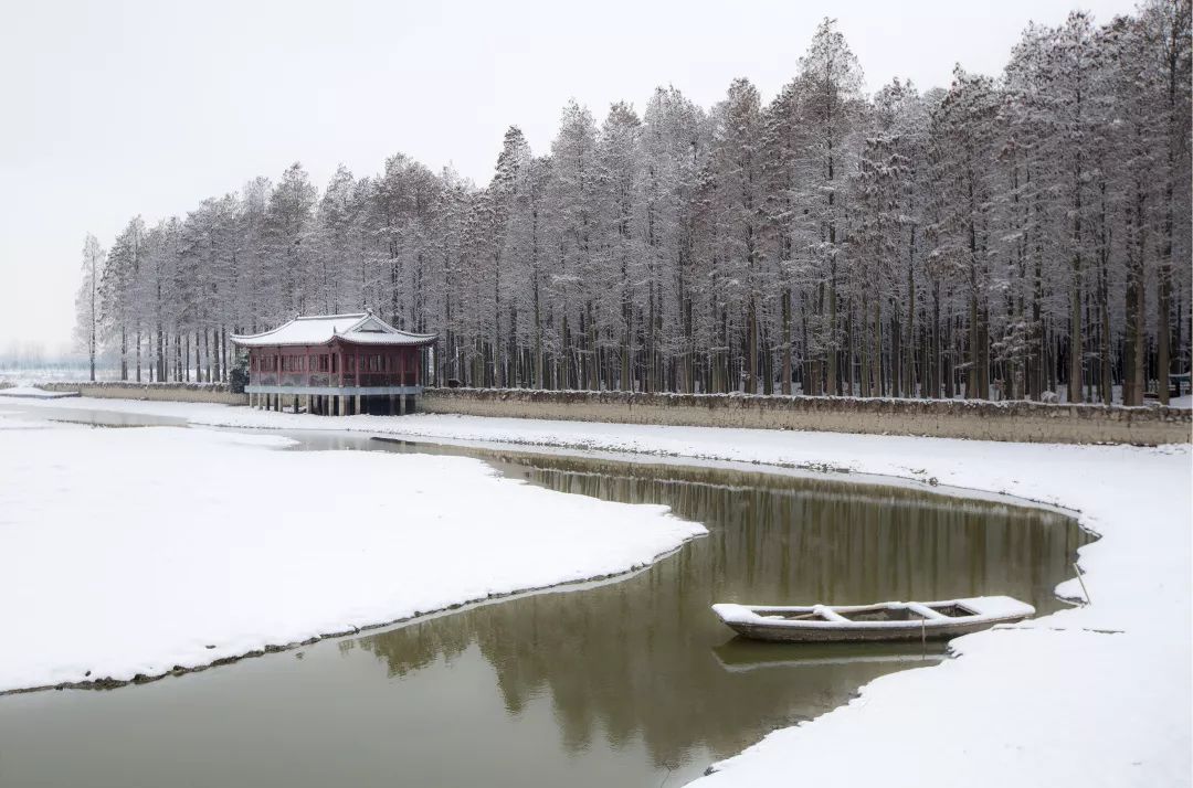 水上红杉"过过冬天吧 外面就下雪了 兴化·李中水上森林 冬季