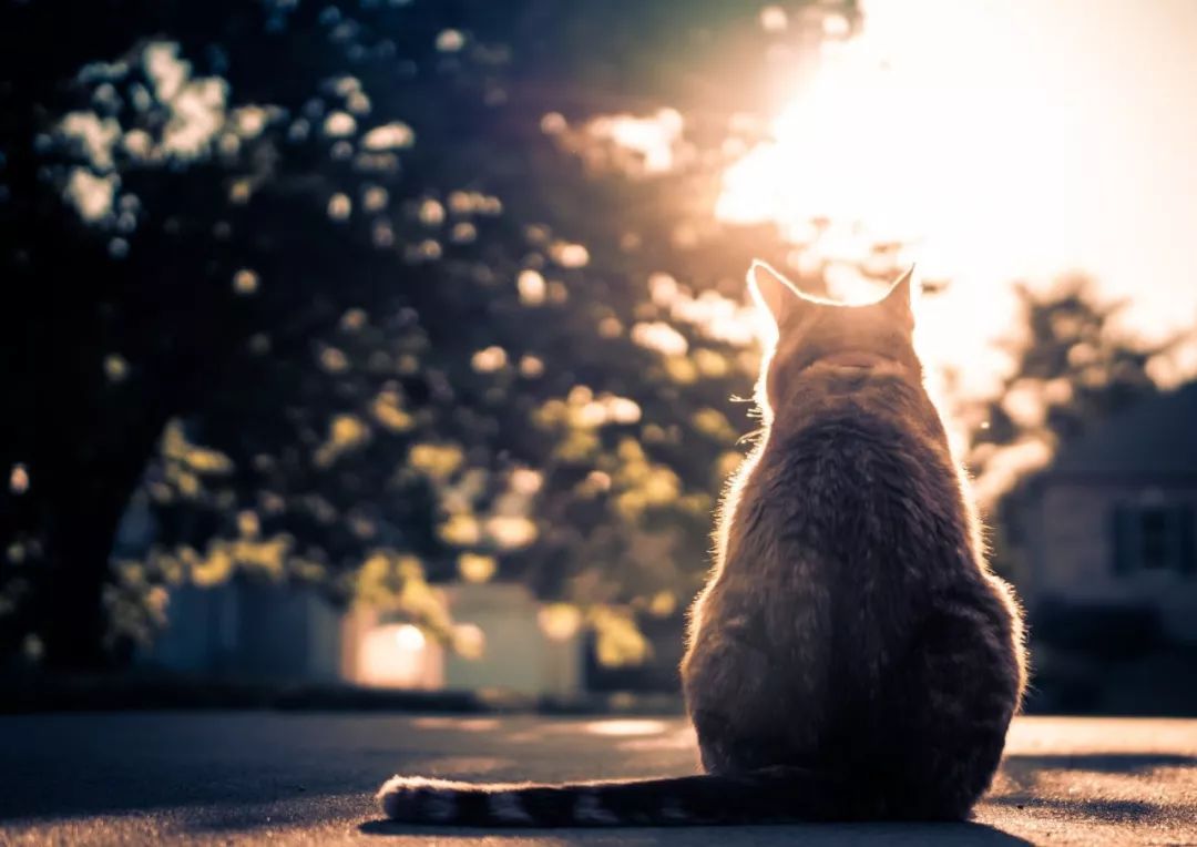 太喜欢粘人这只胖橘猫居然被弃养多次不要的话给我啊