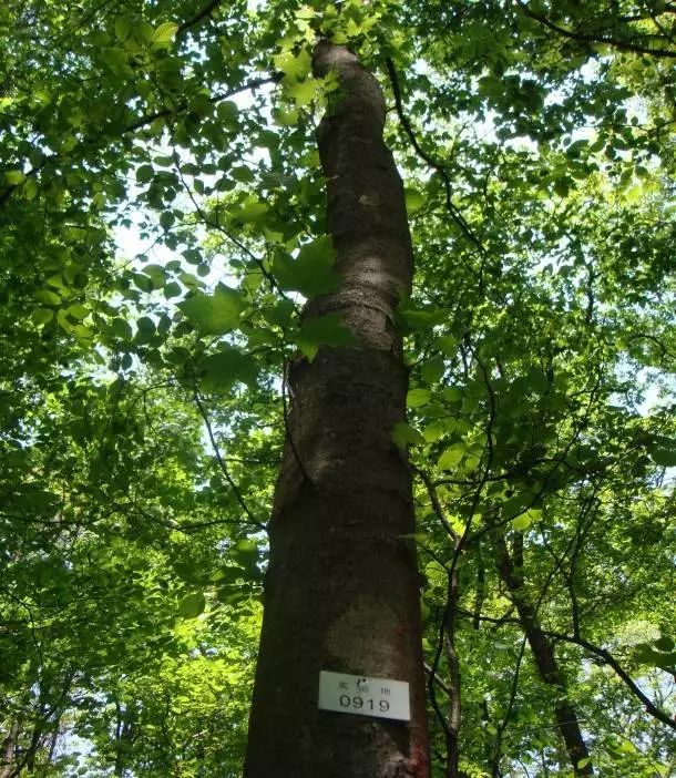 建群種(油松,華山松)亞熱帶常綠闊葉林建群種(青岡櫟)主要伴生種(香樟