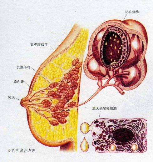 世界上最痛的不是生小孩,而是哺乳期乳腺炎