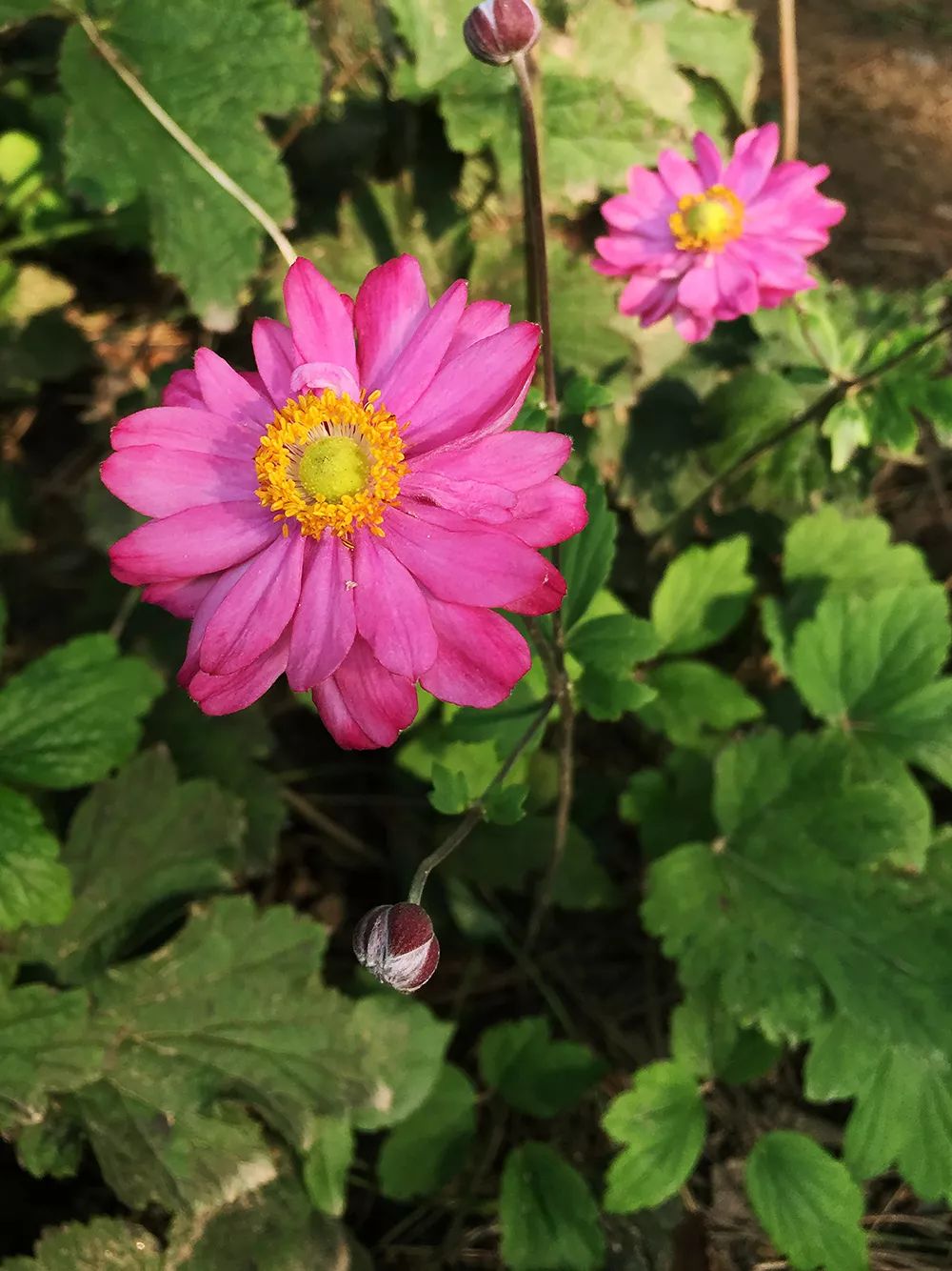 烏梅發芽開花別鬧那是銀蓮花