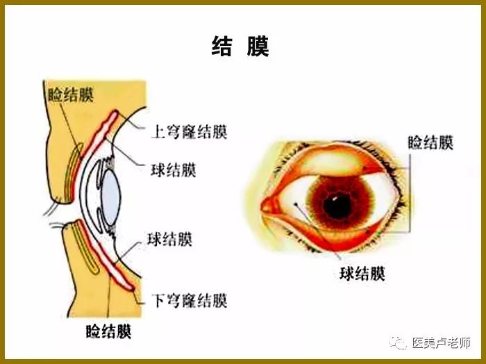 下眼睑结膜囊内示意图图片