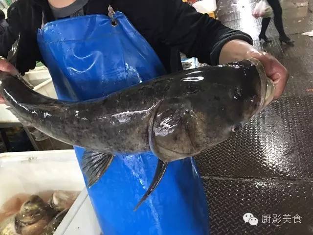 千島湖野生白水魚青石斑魚(青斑)日本虎魚三刀魚沙丁魚沙尖魚深海熟大