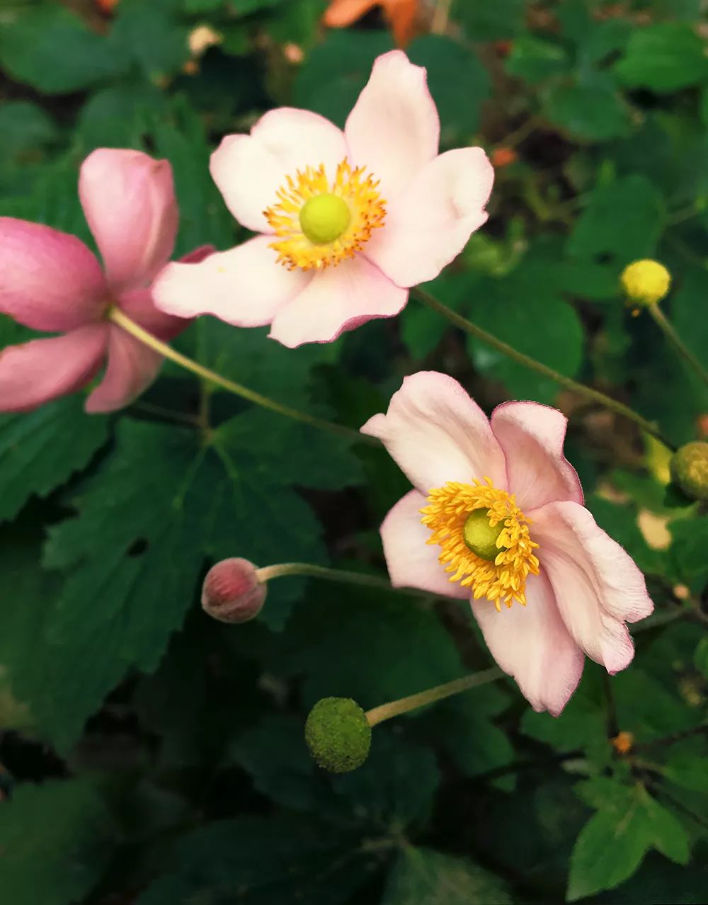 烏梅發芽開花別鬧那是銀蓮花