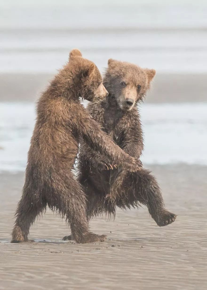 think the hoomans should be seeing us dancing"两只熊默默看着对方