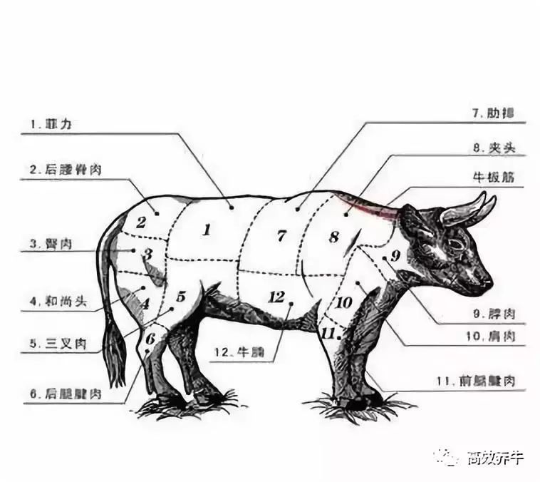 肋骨弯曲,头和鼻孔大,下颚发达,眼大有神等特点;这些品种牛骨骼,肌肉