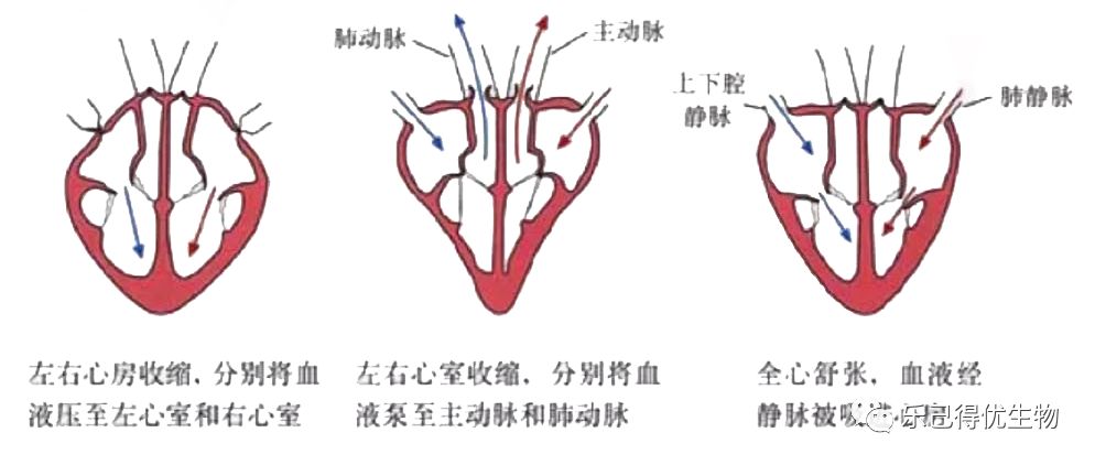 人体的体循环和肺循环体循环:左心室→主动脉→各级动脉→全身毛细