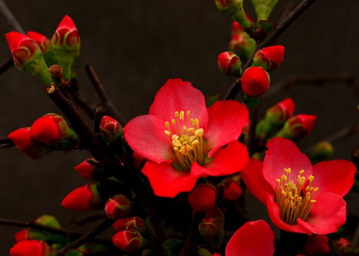 1月中旬起運勢紅紅火火,運開時泰,財神庇護,心想事成的生肖!