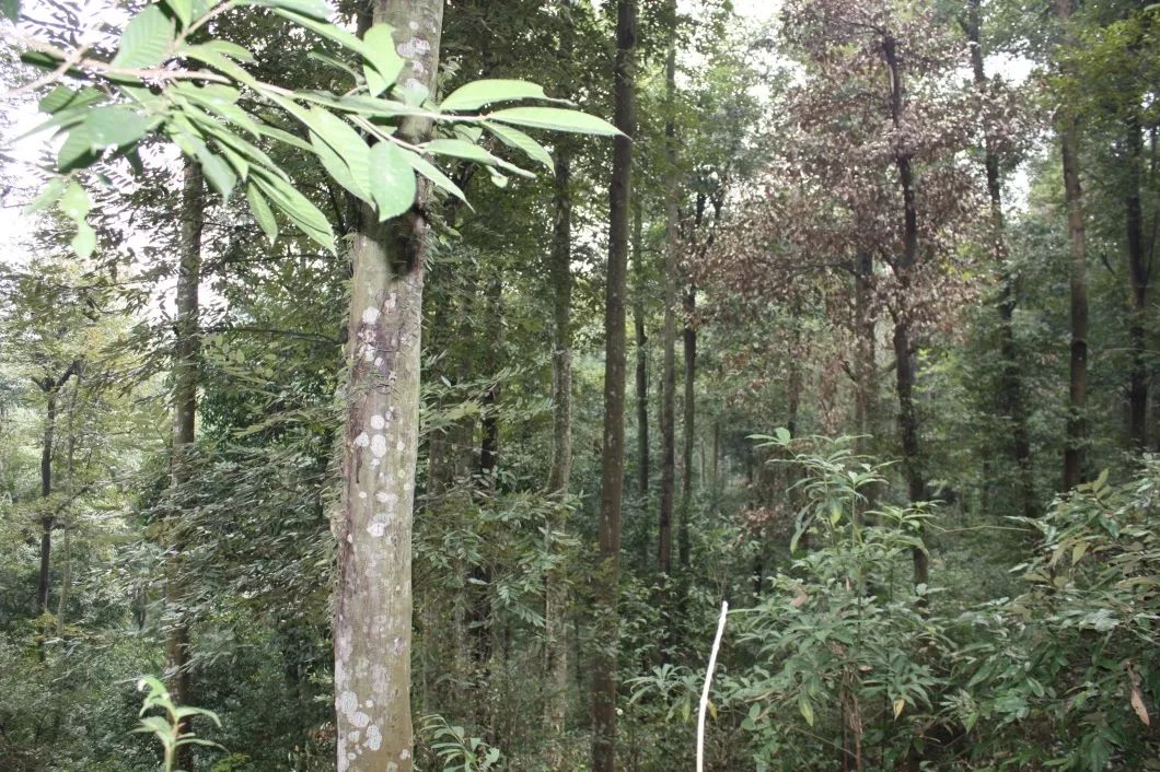 建群種(青岡櫟)主要伴生種(香樟,漆樹等)亞熱帶常綠針闊混交林建群種