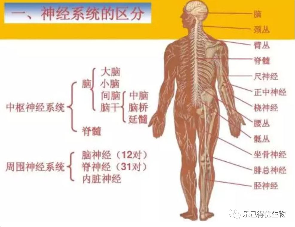 生物身体结构示意图图片