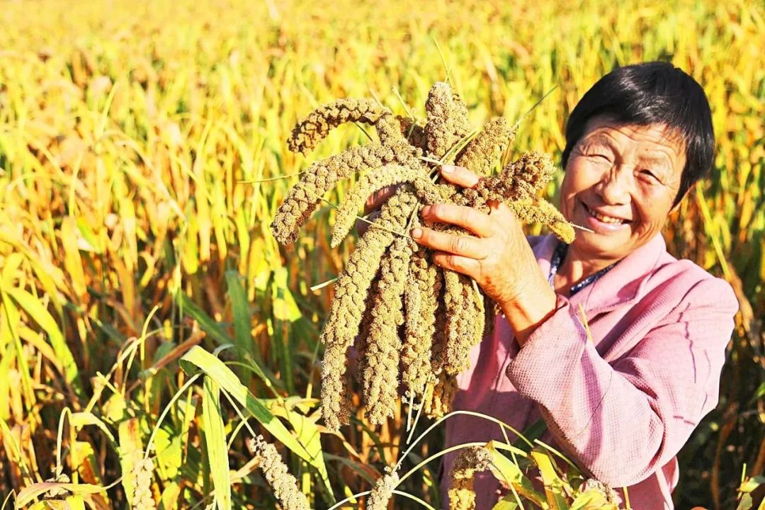 中央农村工作会议明年中国三农要打多场硬仗