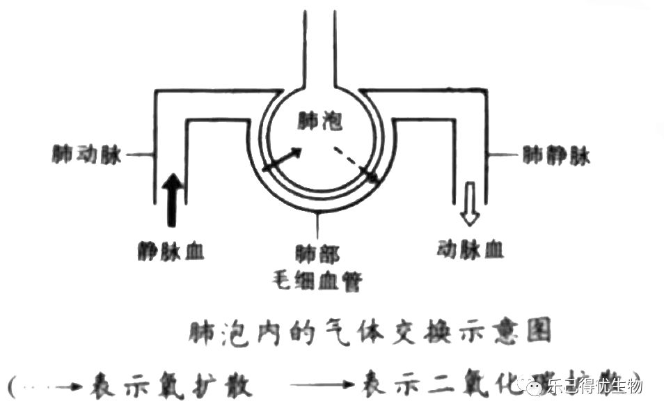 肺的双重血液供应图图片