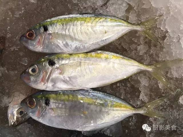 金龍鯧金絲魚金線魚老虎斑老虎魚鰳魚,別名曹白魚六線魚龍膽仔龍頭魚